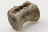 Triassic Theropod Dinosaur (Coelophysis) Vertebra - Arizona #198231-1